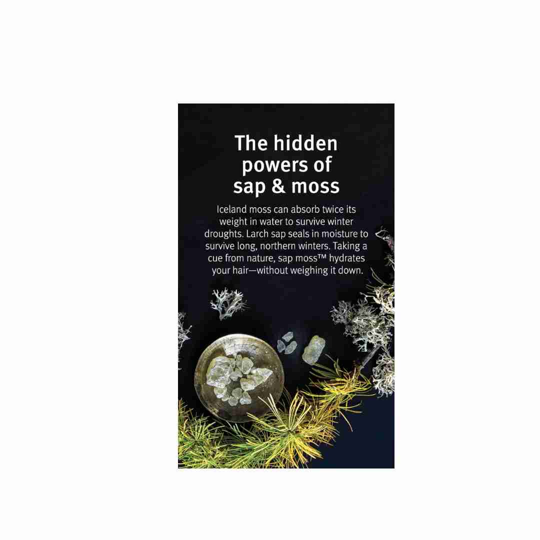 Sap Moss Hydration Conditioner3 | Charm and Champagne Sap Moss Hydration Conditioner3| Charm and Champagne